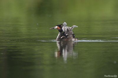 The Little and his Mother