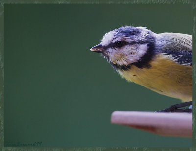 Blue Tit