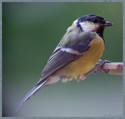 Great TIT