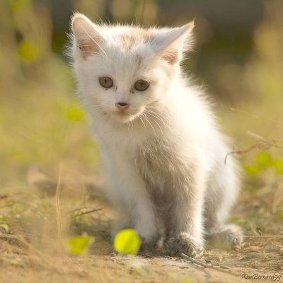 The Kitten of  Ethnic Cultural Park