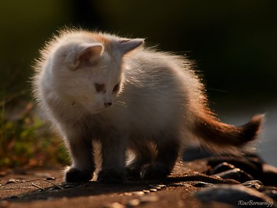 The Kitten of  Ethnic Cultural Park