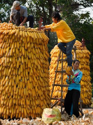 Ethnic Cultural Park.Harvest of the Corn V