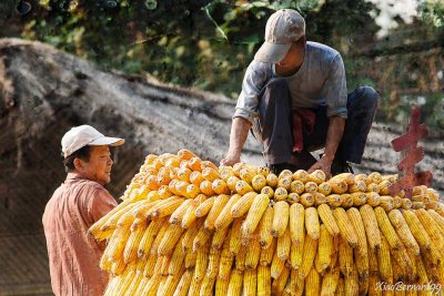 Steel Serial.Ethnic Cultural Park.Harvest of the Corn V