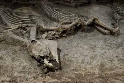  ZIBO.Spring and Autumn Period tomb with chariots and horses 