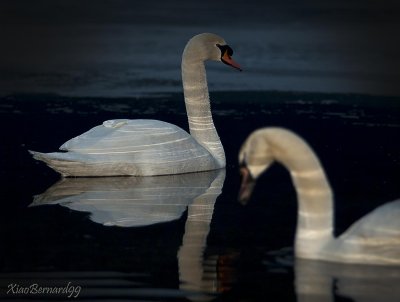 SWANS.BLUE SERIAL.COUPLE SWANS on LAKE