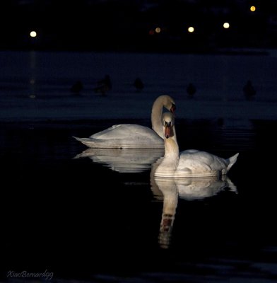 BLUE SERIAL.SWAN LAKE with DUCK and the Lights