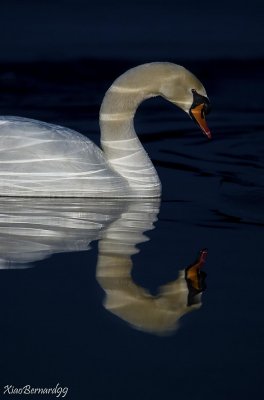 BLUE SERIAL.SWAN REFLECTION