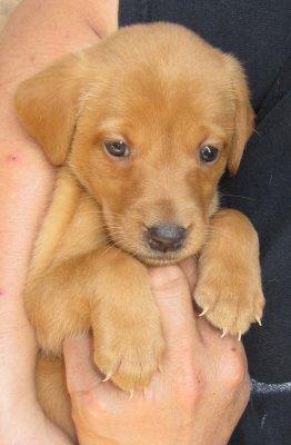 2012-06-02 - Puppy 1.JPG