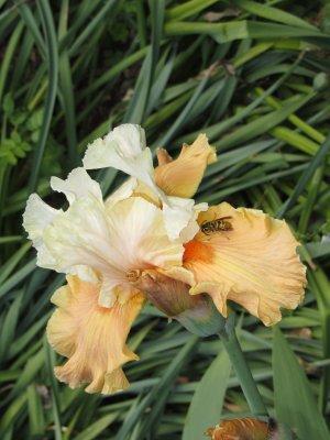 IMG_0963.JPG