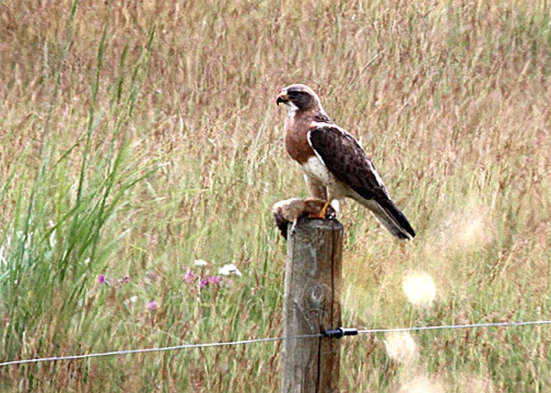 SwainsonsHawk-PE2071311.jpg