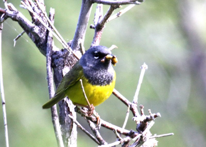 MacGillivraysWarbler-PE20714112.jpg