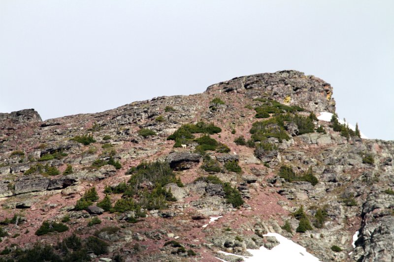 GoatOnHillside-PE2071511.jpg