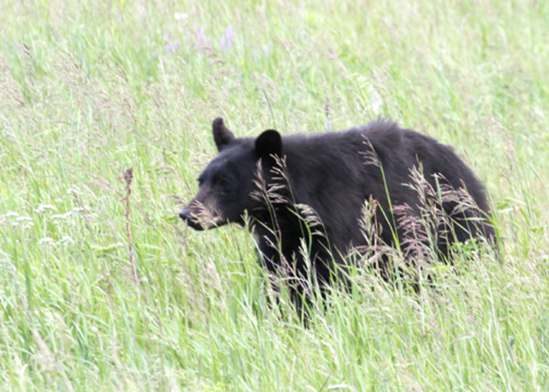BlackBear-PE2071511.jpg
