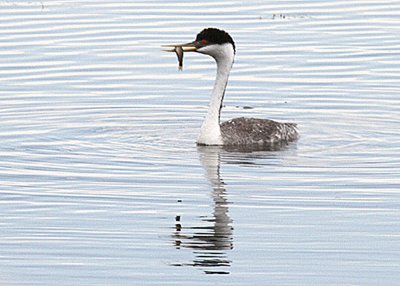 WesternGrebe-PE2071211.jpg