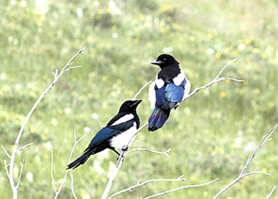 Magpies-PE2071311.jpg