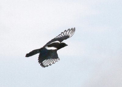 Magpie-PE2071311.jpg