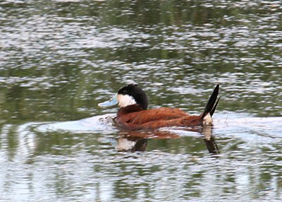 Ruddy-PE2071211.jpg