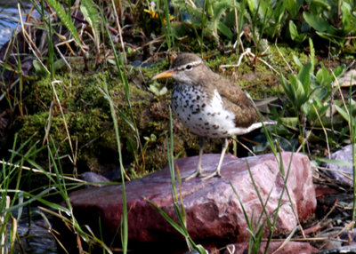 SpottedS'piper-PE2071411.jpg