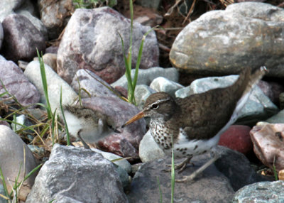 SpotS'Piper&chick-PE20714111.jpg