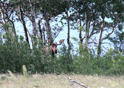 MooseInVelvet-PE2071511.jpg