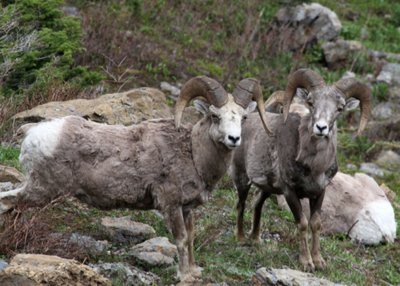 BighornSheep-PE20715112.jpg