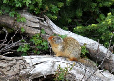 ColumbianGrdSquirrel-PE2071511.jpg