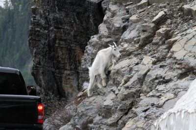 MtGoatGoingUp-PE2071511.jpg
