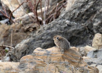 Pika-PE2071511.jpg