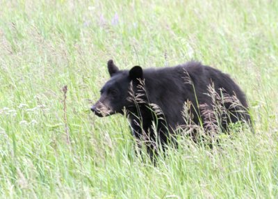 BlackBear-PE2071511.jpg