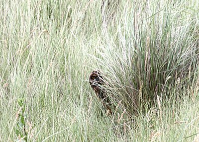 Short-earedOwl-pe2071311.jpg