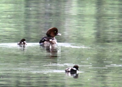 BarrowsGoldeneye-PE2071611.jpg