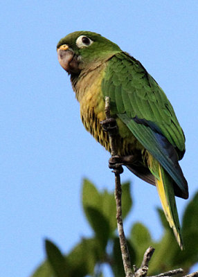 Olive-throated Parakeet (Psittacidae) -- a noisy flock of about 20 fairly common at La Milpa.