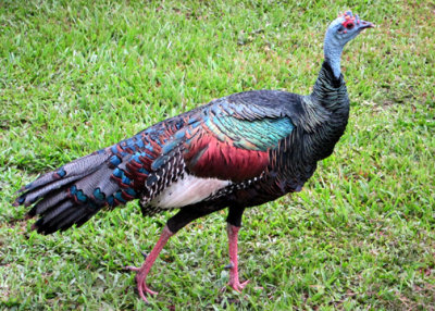 OcellatedTurkey (Phasianidae)