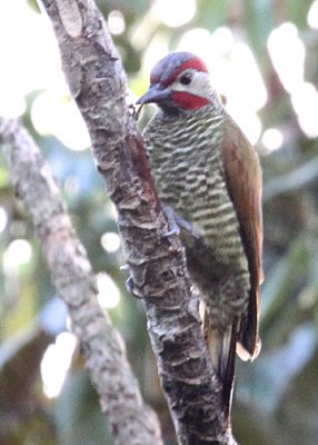 Golden-olive Woodpecker (Picidae)