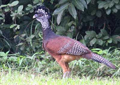 Great Curassow female (Cracidae)