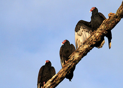 Turkey Vultures taking in morning sun.