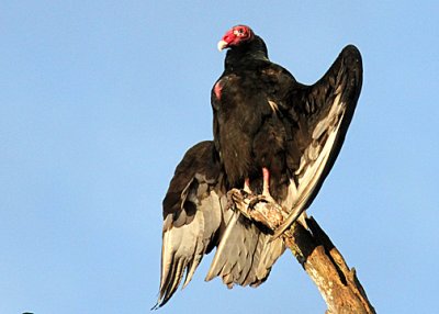 Turkey Vulture (Cathartidae)