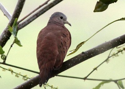 Ruddy Ground Dove (Columbidae)