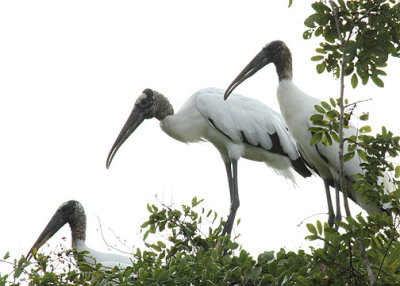 Wood Storks (Ciconiidae)