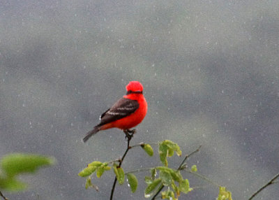 Vermillion Flycatcher (Tyrannidae) at a distance . . . .
