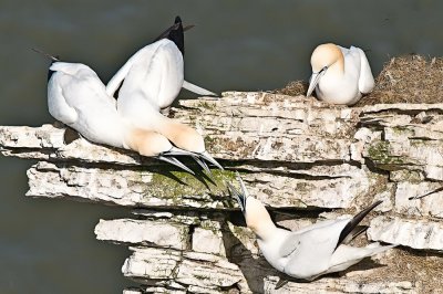 Gannets