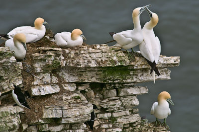 Gannets