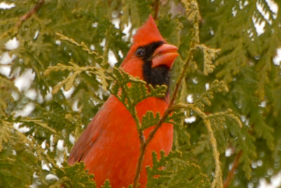 cardinal_rouge