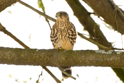 DSC_7629.jpg