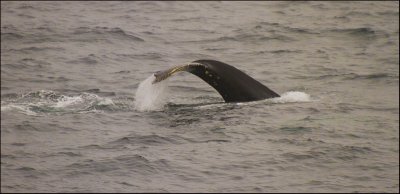 Whale at Cape Spear