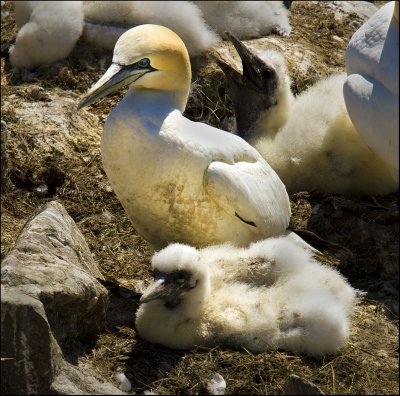 Gannett Mom and chick