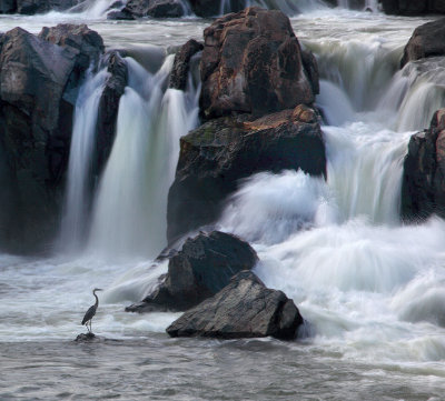 Great Blue Heron at Great Falls of the Potomac 2009