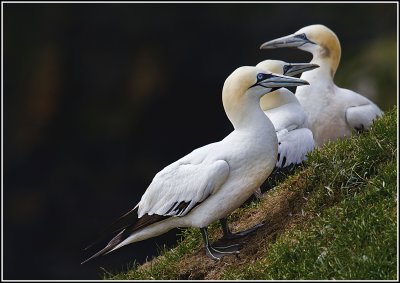 Gannett Trio