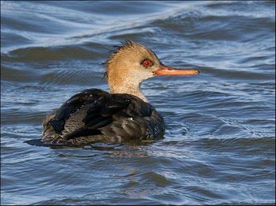 Red-Breasted Merganser