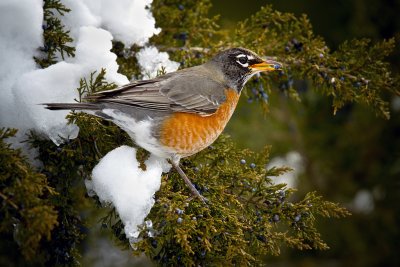Robin With Berry